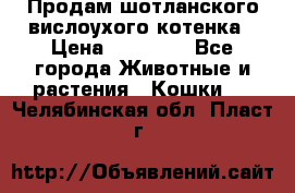 Продам шотланского вислоухого котенка › Цена ­ 10 000 - Все города Животные и растения » Кошки   . Челябинская обл.,Пласт г.
